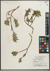 Foto von Salix myrtillifolia Anderson